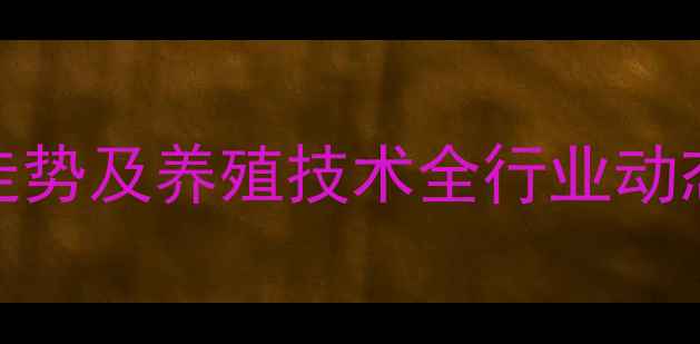 图片 817毛鸡价格走势及养殖技术全行业动态与市场预测2